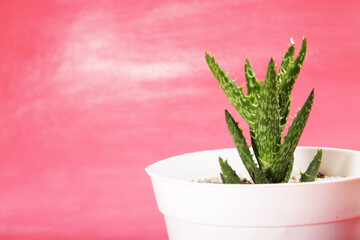 Aloe juvenna (The "Tiger-tooth Aloe") planted on a white pot, shot on pink background