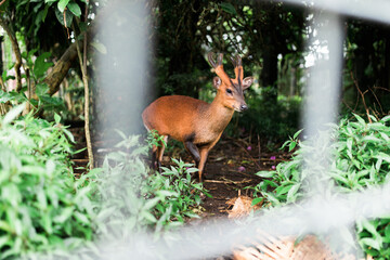 Bali, Indonesia - February, 2020: Roe deer in a Hindu temple that represents good and positive energy.