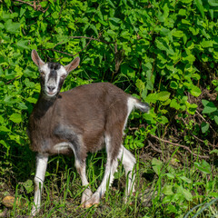 summer landscape with a small goat on the river bank, a goat looking at a passing boat