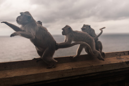 Monkeys at the temple of Uluwatu on the island of Bali, Indonesia