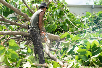 Portrait of arbrist cutting the branches of golden teak tree by the chainsaw with motion blurred sawdust fly around