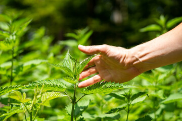 Eine Männerhand berührt frische grüne Brennessel Blätter im Wald, Natur, Nahaufnahme