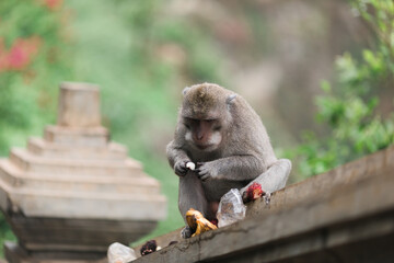 Naklejka na ściany i meble Monkeys at the temple of Uluwatu on the island of Bali, Indonesia