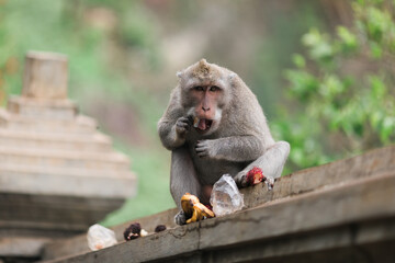 Monkeys at the temple of Uluwatu on the island of Bali, Indonesia