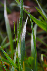 dew drops on grass