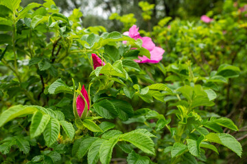green rosehip Bush blooming with pink flowers