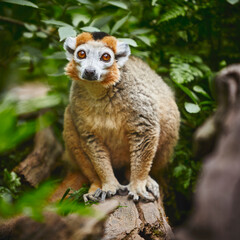 Golden monkey with red eyes on a log through the green bushes 