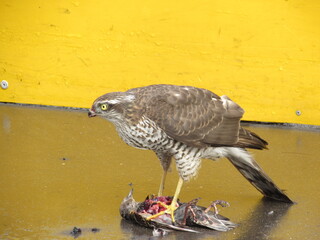 Wings of death - hawk and victim (29)