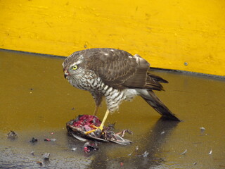 Wings of death - hawk and victim (11)