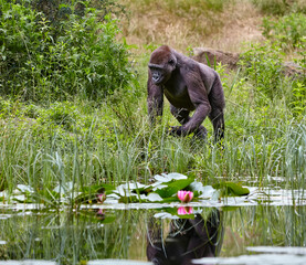 Gorilla and reflection in water with lily pond surrounded by green grass 