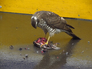 Wings of death - hawk and victim (8)
