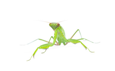 Praying mantis isolated on white background.