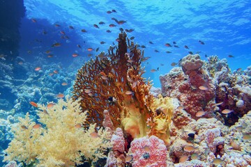 Beautiful tropical coral reef with diverse hard and soft corals and shoal of coral fish