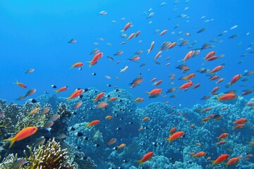 Naklejka na ściany i meble Beautiful tropical coral reef with diverse hard and soft corals and shoal of coral fish