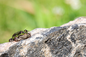 edible frog (Pelophylax esculentus) at a pond
