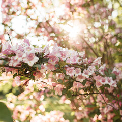 Blooming cherry / apple tree flowers. Natural summer floral composition