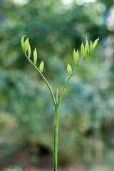 The stem of a tree sapling splits in two, before unfurling lush new growth; the delicate young leaves backlit as they reach for the canopy of dappled sunlight. 