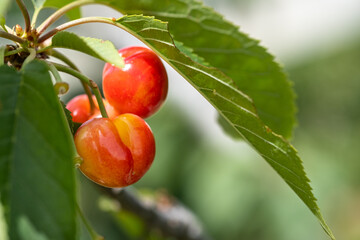 New yellow ripe cherries on branch