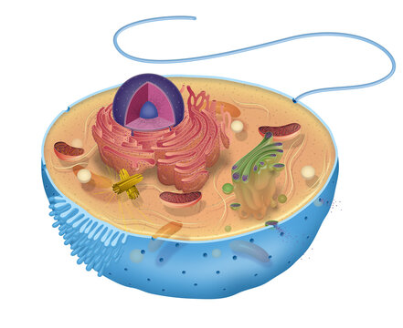 lllustration of the animal cell