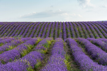 Lavender field straight beautiful rows. Rural Provence. The cultivation of lavender. Summer Sunny bright panoramic view. French lavender.