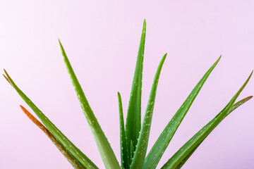 Eine grüne Aloe Vera vor einem rosa Hintergrund, Wachstum, Pflanzliche Kosmetik, Gesundheit