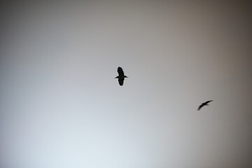 silhouette of crows flying in the sky at twilight