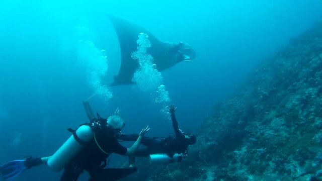 Oceanic manta ray and happy divers