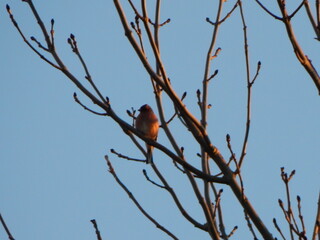 bird on a branch