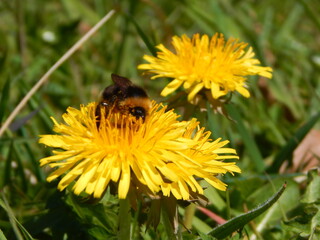 bee on flower