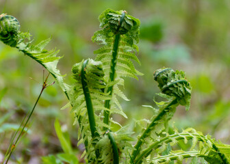 Fern leaf leaf background, young, green shoots of fern (Polypodiophyta), spring season. Close-up