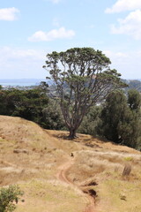 Colline Maungakiekie, parc Cornwall à Auckland, Nouvelle Zélande	