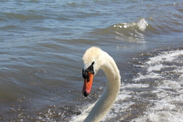 lago con cigno