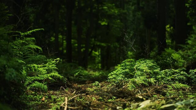 森
