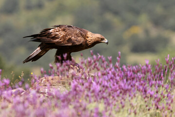 Golden Eagle adult female among purple flowers with the first morning lights