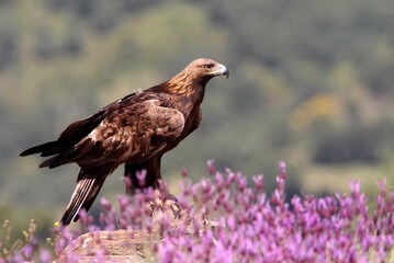 Adult female Golden Eagle amongst blue flowers with first morning lights