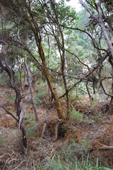 Forêt du parc Waiotapu, Nouvelle Zélande	