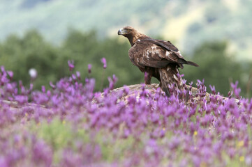 Male of Golden eagle among purple flowers with the first light of the morning, Aquila chrysaetos