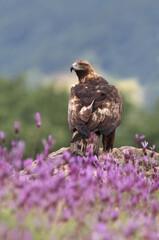Male of Golden eagle among purple flowers with the first light of the morning, Aquila chrysaetos
