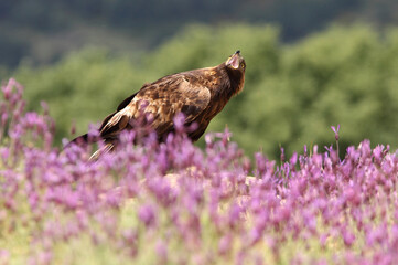 Golden Eagle adult female among purple flowers with the first morning lights