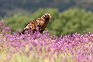 Male of Golden eagle among purple flowers with the first light of the morning, Aquila chrysaetos