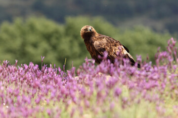 Male of Golden eagle among purple flowers with the first light of the morning, Aquila chrysaetos