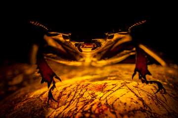 Beetle on a luminous stone. Dragon on the mountain of gold. Female deer beetle. Macro. Guardian...