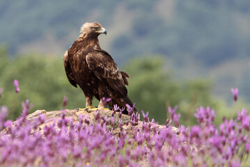 Golden Eagle adult female among purple flowers with the first morning lights