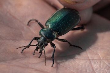 Ground beetle. Field horse. Big green beetle in a hand. Macro. The photo.