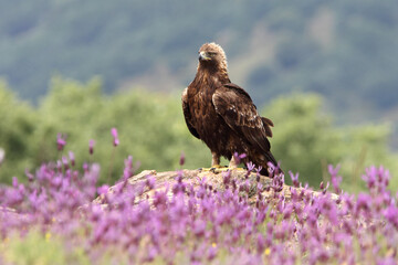 Golden Eagle female with the first light of day