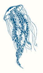 Vector hand drawn illustration of swimming jellyfish. Sea life sketch.
