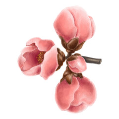 pink quince flower