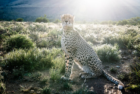 Female cheetah in short Karoo scrub at sunrise