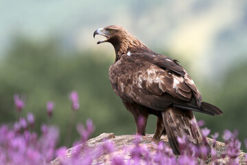 Golden Eagle adult male with the first light of dawn among purple flowers