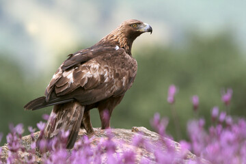 Golden Eagle adult male with the first light of dawn among purple flowers